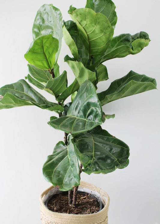 Ficus Lyrata