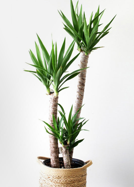 Yucca 10 po