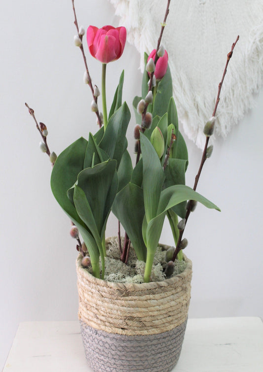Plant de tulipe