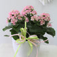 Grand Kalanchoe