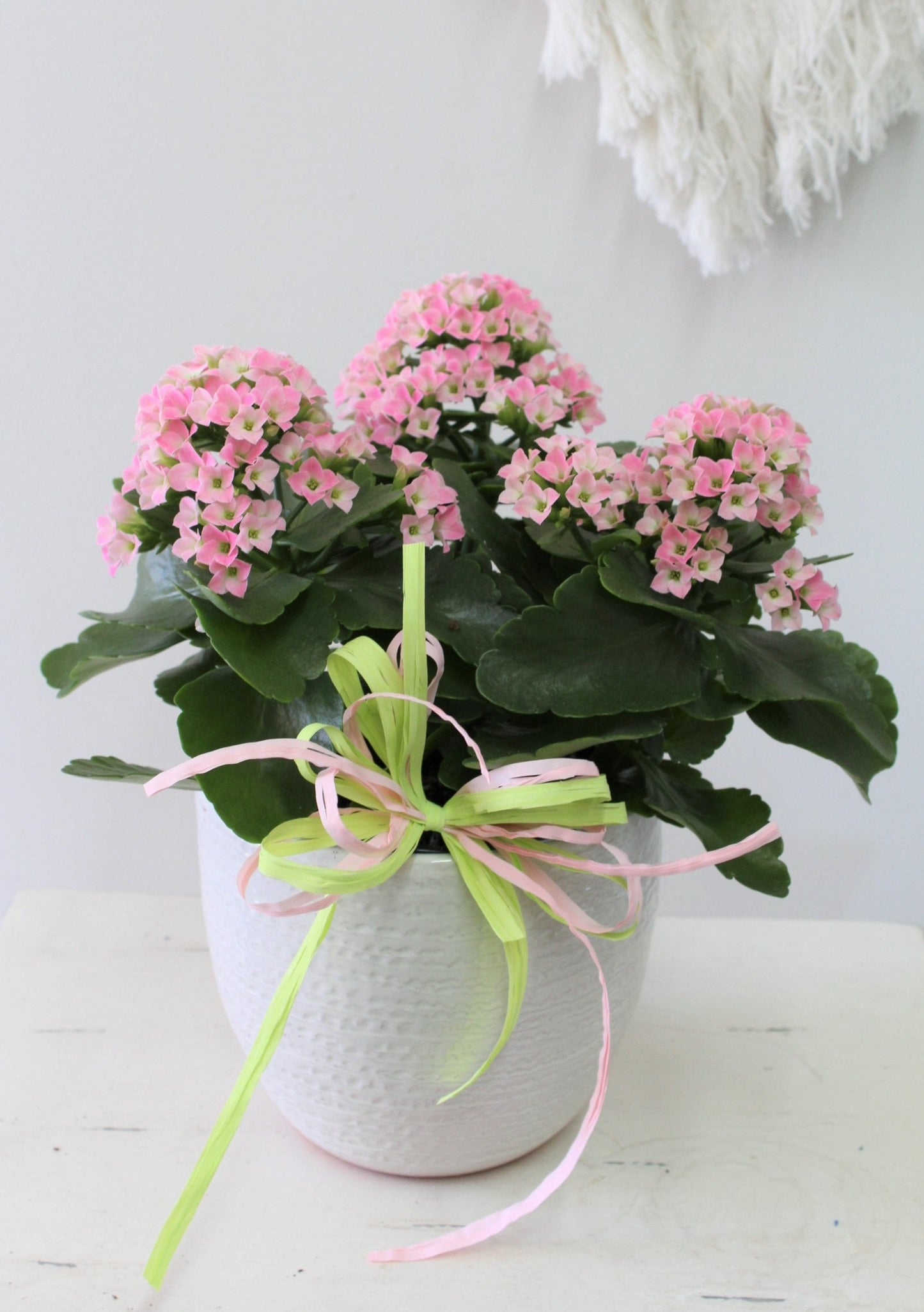 Grand Kalanchoe