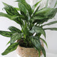 Aglaonema