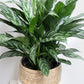 Aglaonema