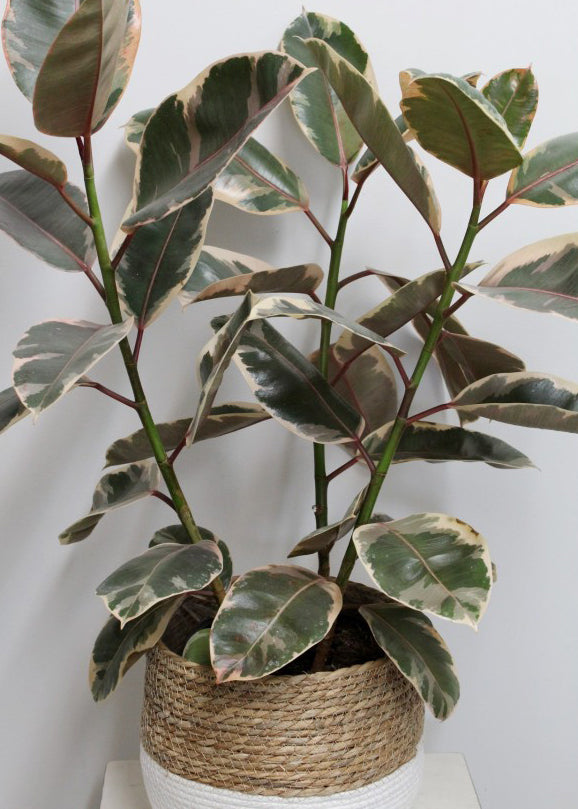 Ficus elastica