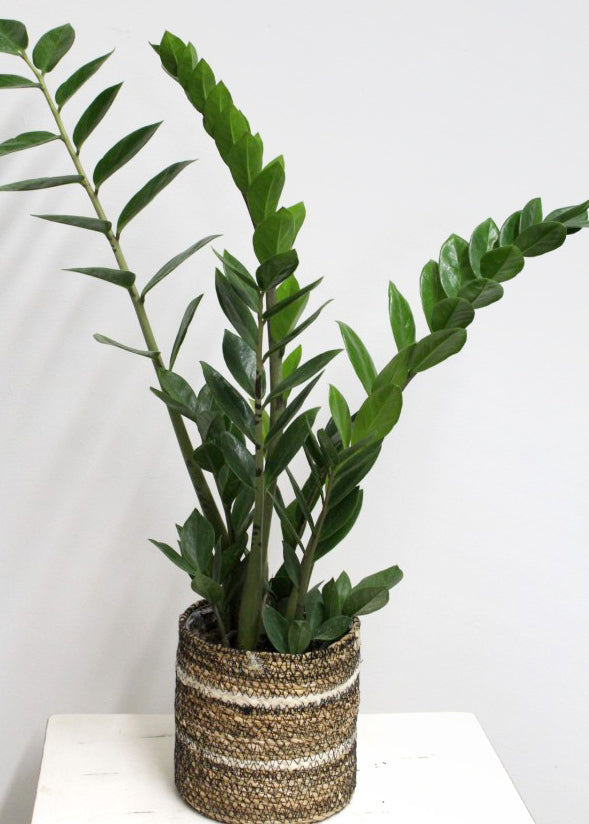 Zamioculcas